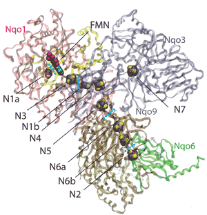 Respitatory Complex I